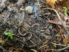 Plethodon larselli