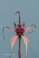 Caladenia heberleana