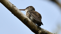 Saucerottia cyanocephala
