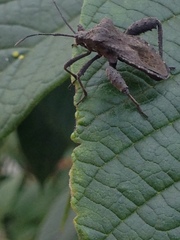 Camptischium