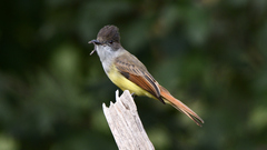 Myiarchus tuberculifer