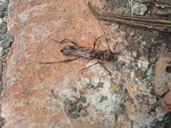 Ozodes multituberculatus