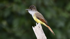 Myiarchus tuberculifer