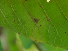 Caryomyia viscidolium