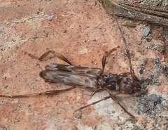 Ozodes multituberculatus