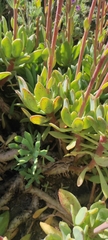 Cistanthe laxiflora