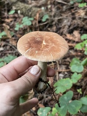 Leucopaxillus gentianeus