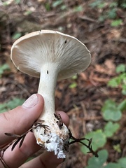 Leucopaxillus gentianeus