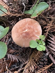 Leucopaxillus gentianeus