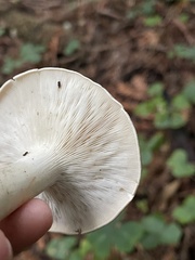 Leucopaxillus gentianeus