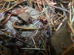 Plethodon larselli