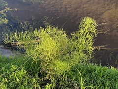 Ceratopteris pteridoides