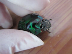 Oxysternon conspicillatum