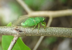 Cicadettinae
