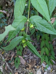 Cyclocodon lancifolius