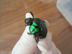 Oxysternon conspicillatum