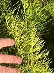 Ceratopteris pteridoides