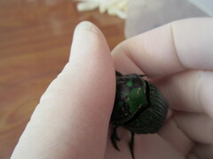 Oxysternon conspicillatum