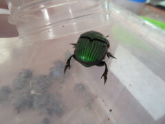 Oxysternon conspicillatum