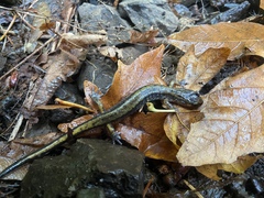 Plethodon dunni