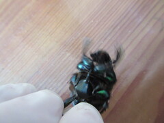 Oxysternon conspicillatum