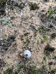 Astraeus hygrometricus