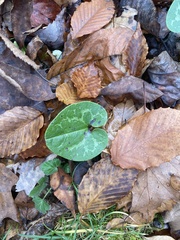 Hexastylis virginica
