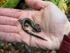 Plethodon dunni