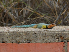Sceloporus cyanogenys