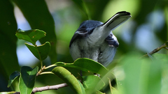 Polioptila caerulea