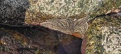 Heliaster helianthus image