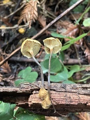 Xeromphalina cauticinalis