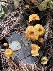 Xeromphalina cauticinalis