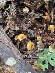 Xeromphalina cauticinalis