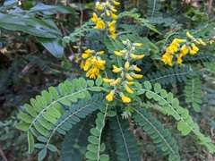 Sophora fraseri