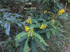 Sophora fraseri