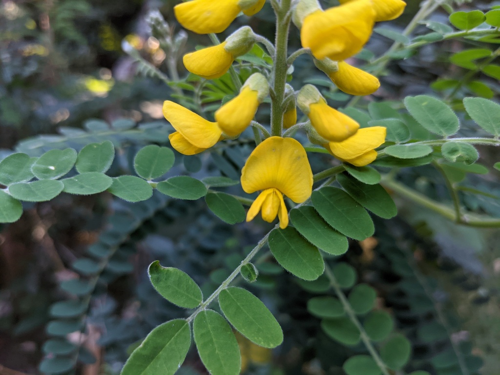 brush sophora