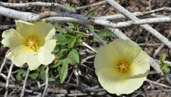 Hibiscus coulteri