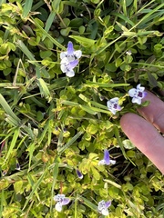 Lindernia grandiflora