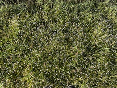 Lindernia grandiflora