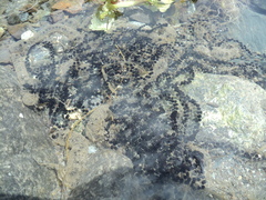 Rhinella spinulosa