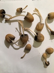 Coprinellus micaceus