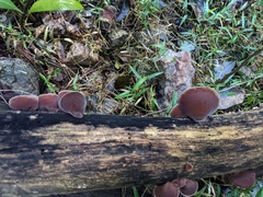 Auricularia