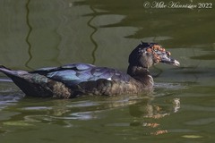 Cairina moschata domestica