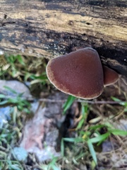 Auricularia