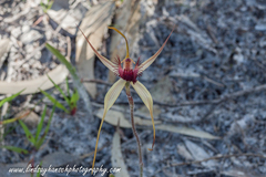 Caladenia pectinata