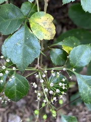 Eleutherococcus trifoliatus