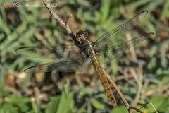 Orthemis ferruginea