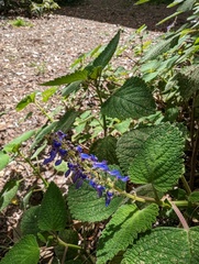 Coleus