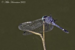 Micrathyria aequalis